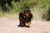 KING CHARLES SPANIEL 194